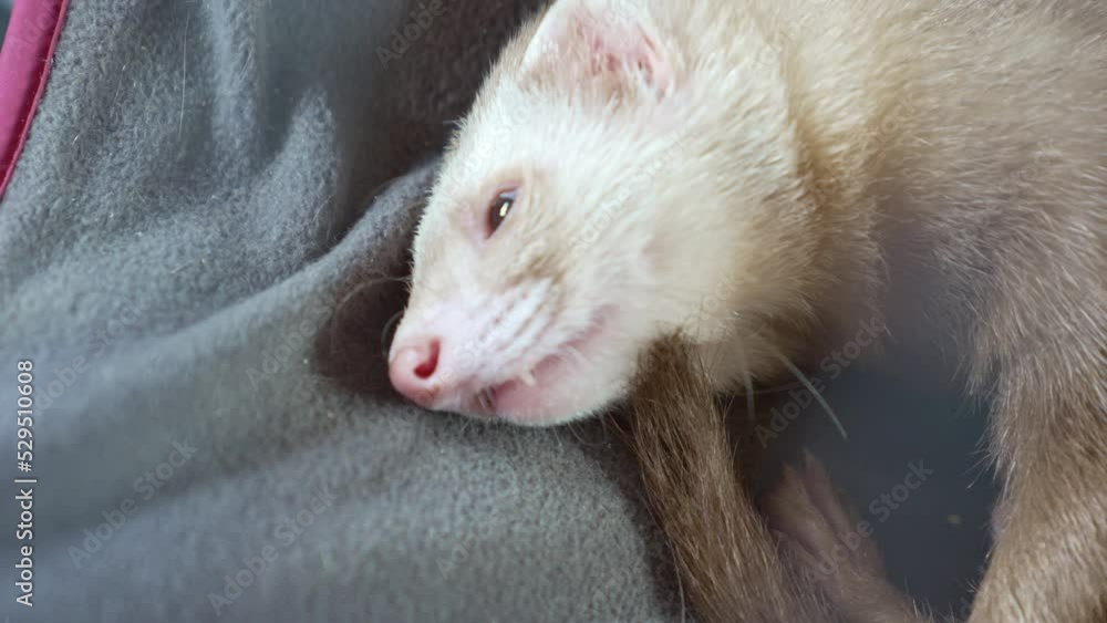the red-haired domestic ferret sleeps in a hammock in a cage. unusual pets. food and accessories for rodents. the red-haired domestic ferret sleeps in a hammock in a cage. unusual pets. food and accessories for rodents.