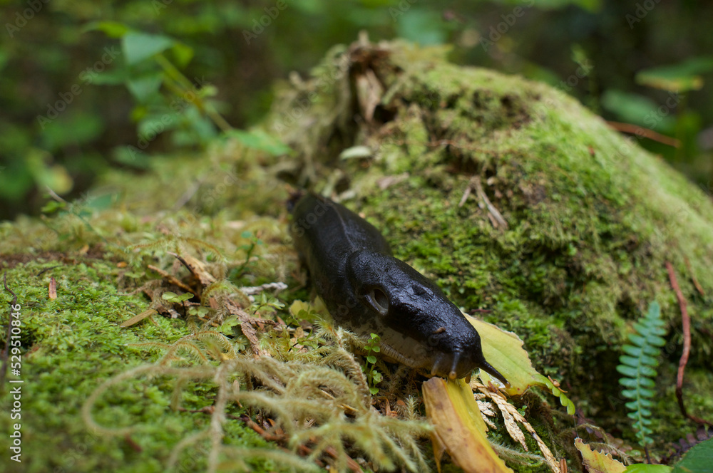 Banana slug