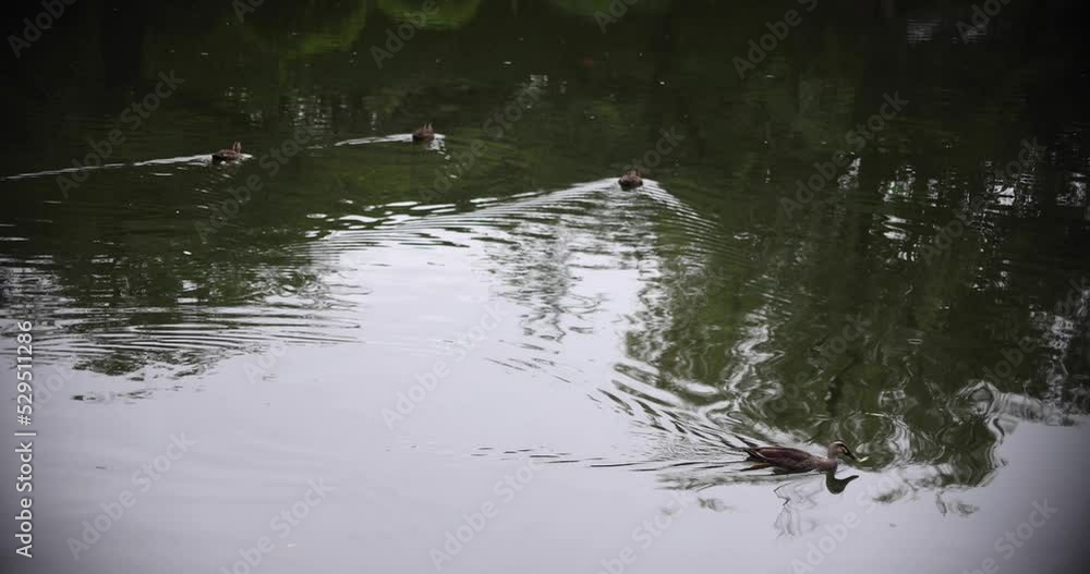 A slow motion of flowing duck at the pond rainy day A slow motion of flowing duck at the pond rainy day