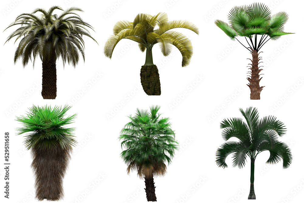 Fototapeta premium Pack of PNG vegetation. +6K. Tropical plants. Made from 3D model for compositing