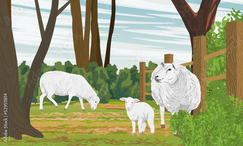 White fluffy sheep and a lamb graze behind a fence. Farm animals. Realistic vector landscape 