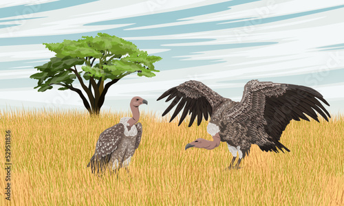 A pair of large vultures in the African savannah. African vultures Griffon vulture or Eurasian griffon. Wild carrion birds. Realistic vector landscape