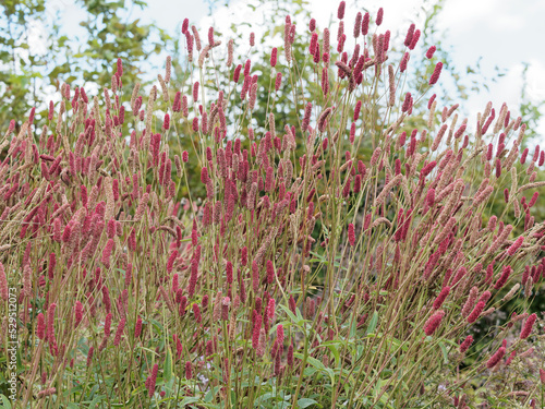 Sanguisorba officinalis | Great burnet or burnet bloodwort. Flowers heads with look of purple red lollipops on long green stalks with oblong and bluish-green leaves with toothed margins photo