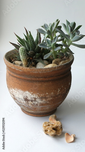 Composition in the interior. Background photo.Succulent, stone flower, green indoor plant in a clay pot on a white background.