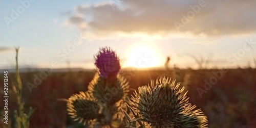 flower  thistle  nature