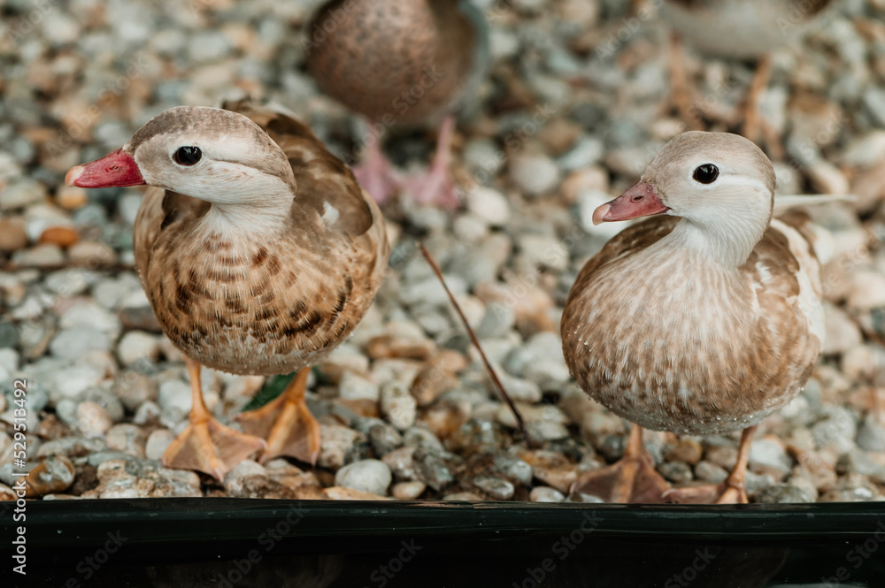 Portait of brown colour mandarin duck, looking to camera, one feet on the photo, water drops on body, on the stone, colorful picture Portait of brown colour mandarin duck, looking to camera, one feet on the photo, water drops on body, on the stone, colorful picture