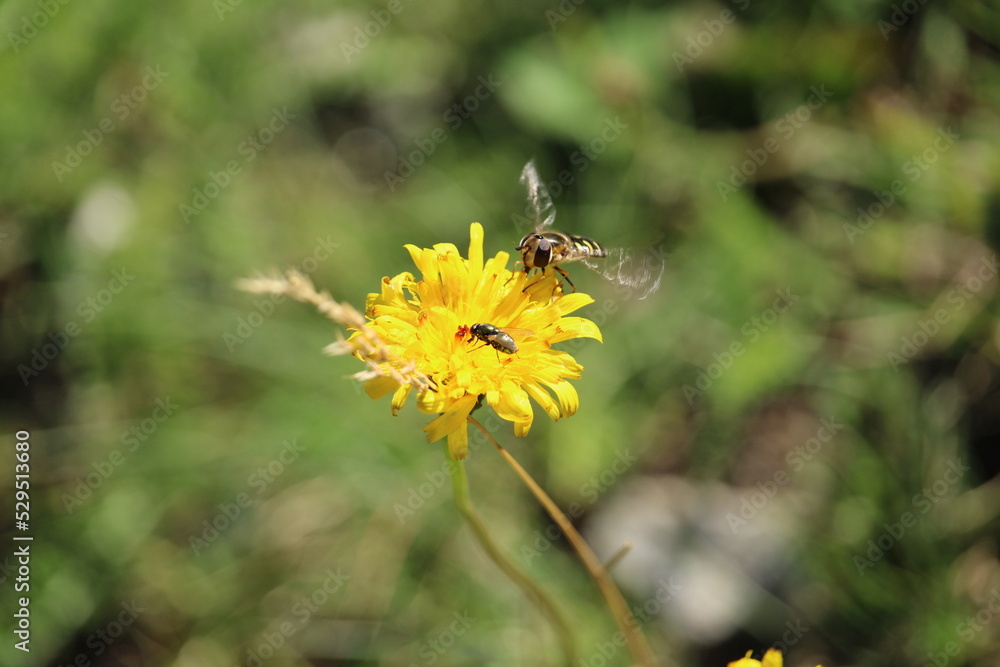 Insetti posati sul medesimo fiore Insetti posati sul medesimo fiore