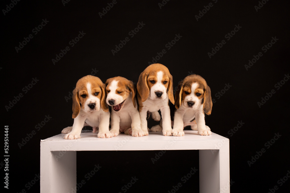 Beagle puppies studio portrait on a black background