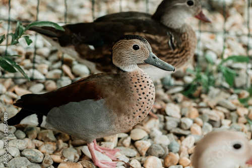 Portait of brown colour mandarin duck, looking to camera, one feet on the photo, water drops on body, on the stone, colorful picture photo