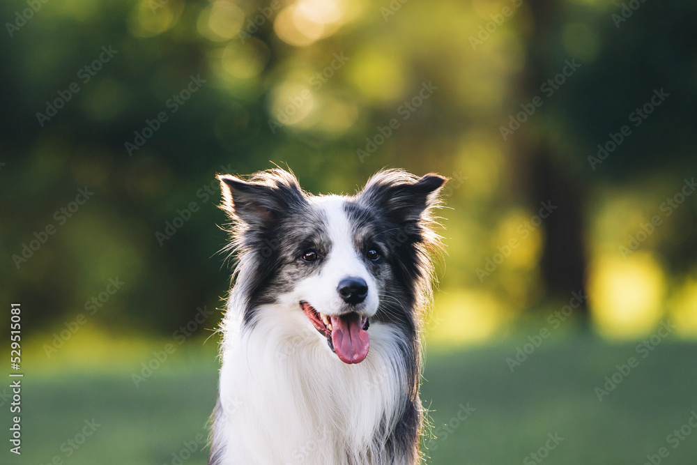 Merle border collie dog portrait