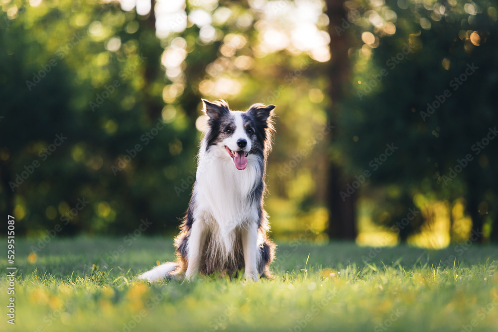 Merle border collie dog summer portrait