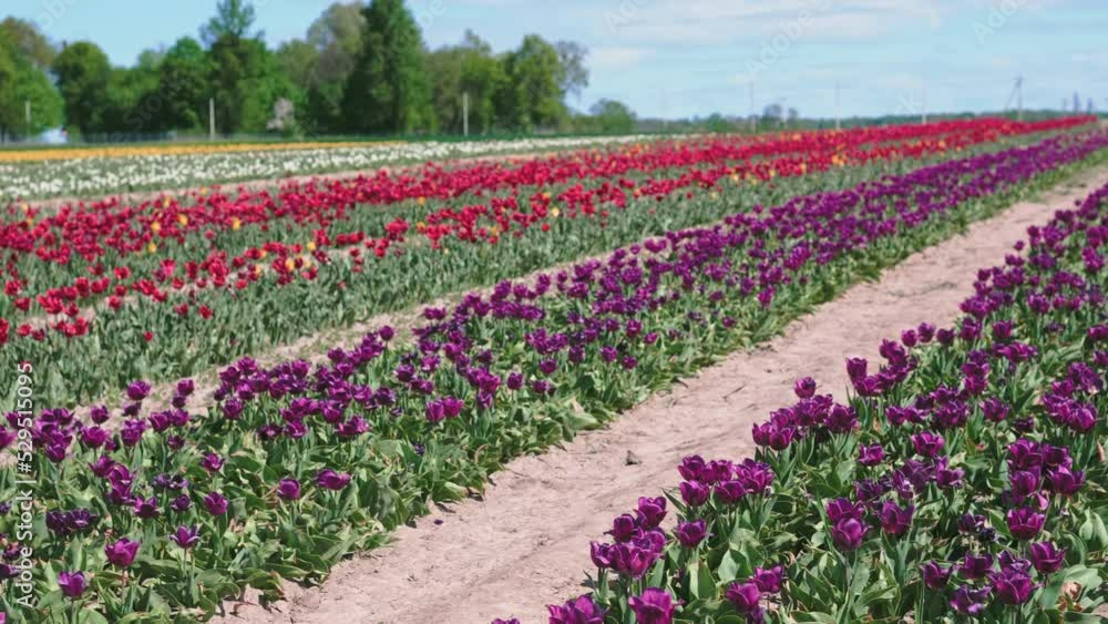 Pan shot of colorful tulip flowers blooming in a tulip field. Selective focus of field with colorful tulips rows Pan shot of colorful tulip flowers blooming in a tulip field. Selective focus of field with colorful tulips rows