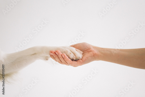 Hand and dog paw holding each other
