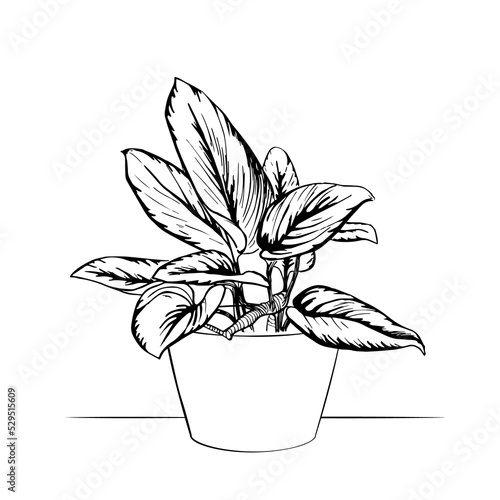 Fotografie Scindapsus Treubii Moonlight houseplant in a pot