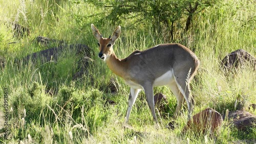 A grey rhebuck (Pelea capreolus) feeding in natural habitat, Mokala National Park, South Africa
