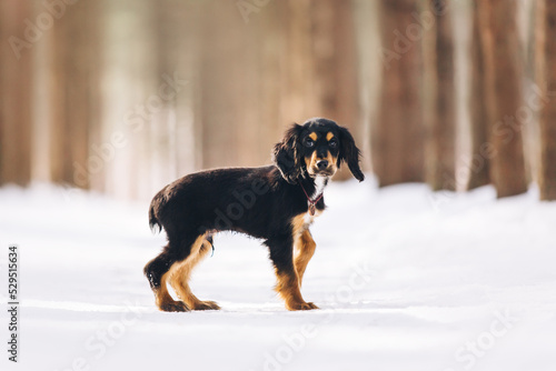 English cocker spaniel puppy portrait at the snow forest