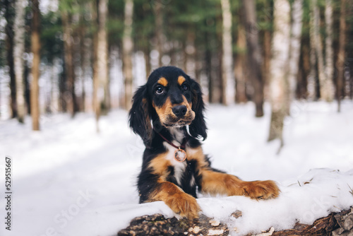 English cocker spaniel puppy portrait at the snow forest