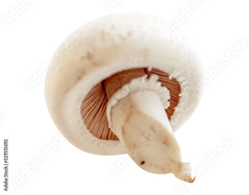 png. mushrooms on a white background. Champignon. picking mushrooms.