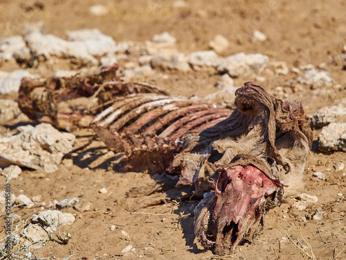 Carcass of a dead antelope lying on the dry desert ground © Jens