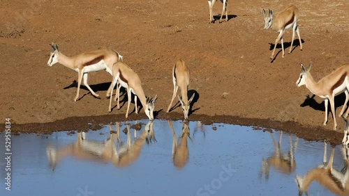 Springbok antelopes (Antidorcas marsupialis) drinking at a waterhole, Mokala National Park, South Africa