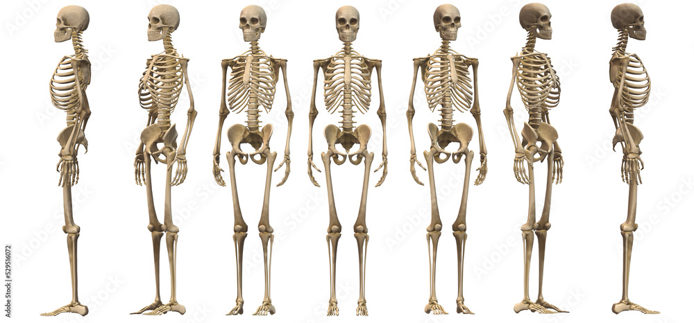 body isolated on white background body isolated on white background