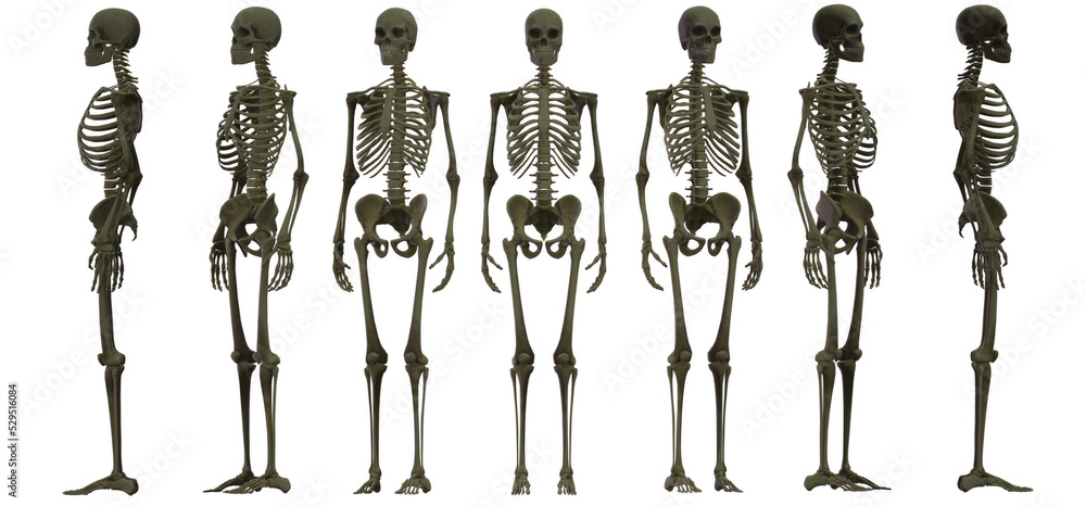 human body silhouette human body silhouette