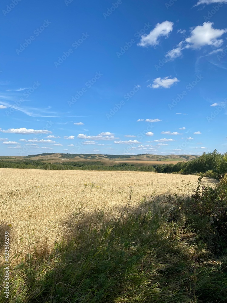 field and sky field and sky