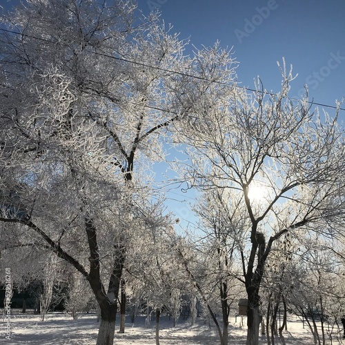 trees in the snow