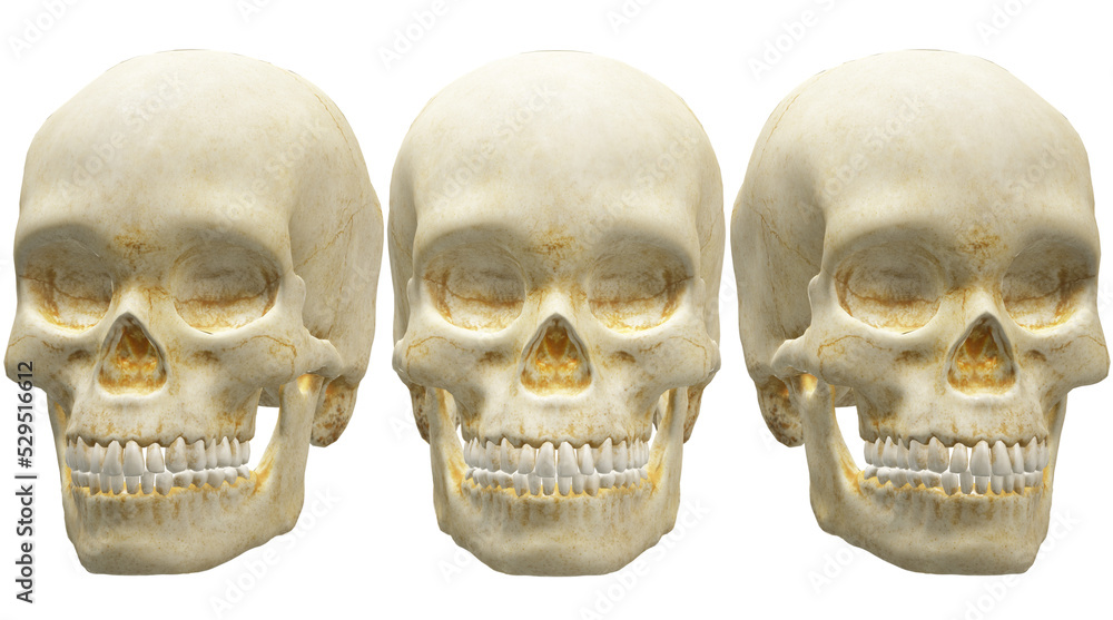 skull and crossbones skull and crossbones