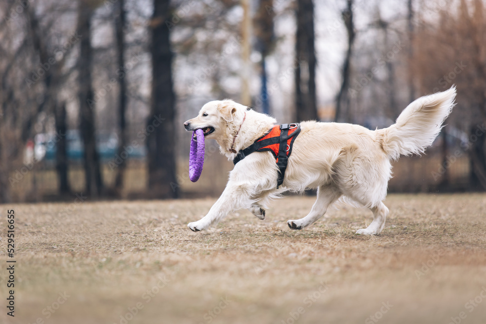 golden retriever running with dog puller in the park