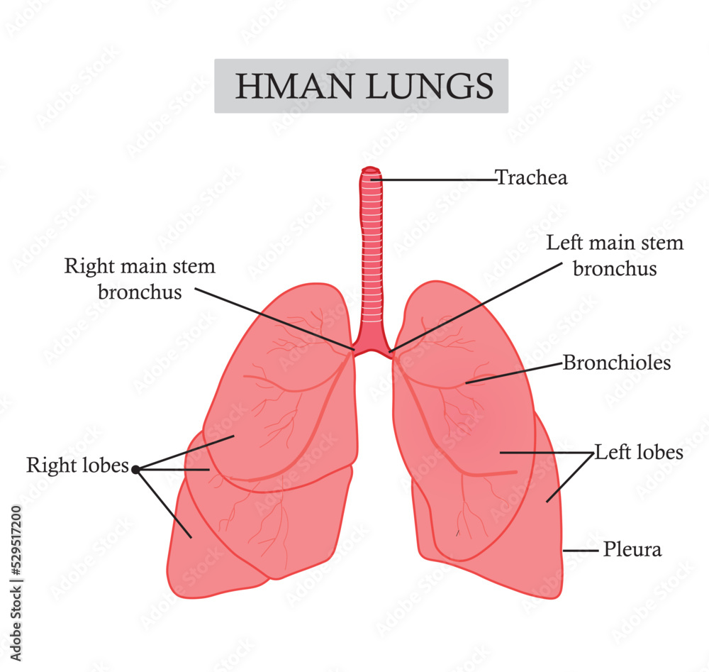 Illustration of one of the most important human organs responsible for ...