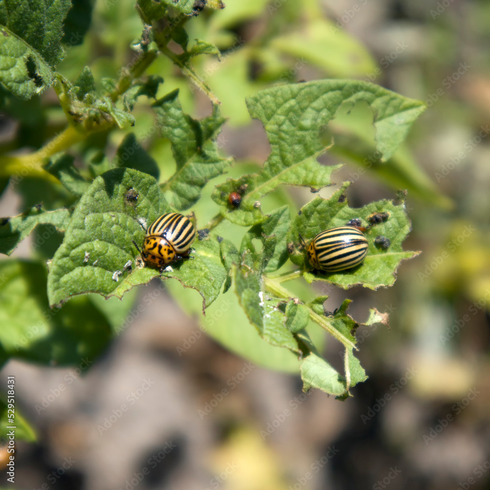 colorado potato beetle eats leaves of potato with blurred background in sunny garden colorado potato beetle eats leaves of potato with blurred background in sunny garden