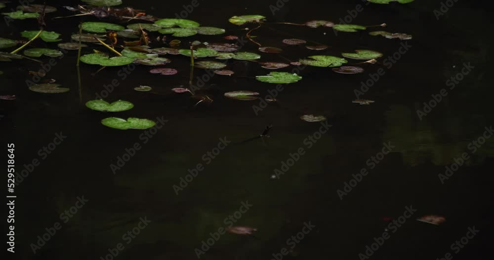 A slow motion of puddle at the pond rainy day A slow motion of puddle at the pond rainy day