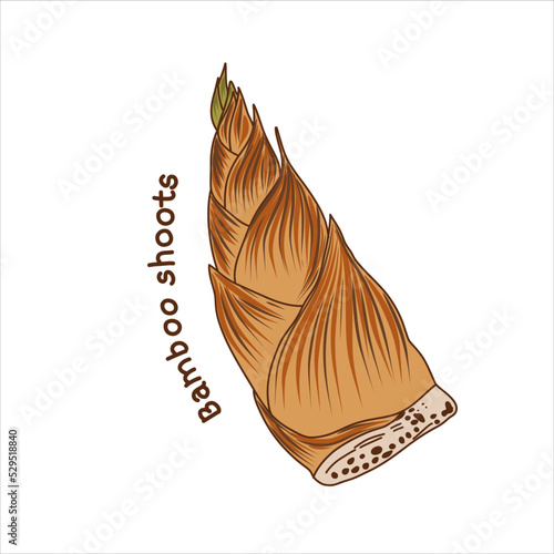 Bamboo shoot, bamboo shoot on white background, vector illustration