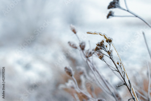 Dry branches of plants covered with ice in bad weather in winter. Icing in winter during thaw and frost © Volodymyr