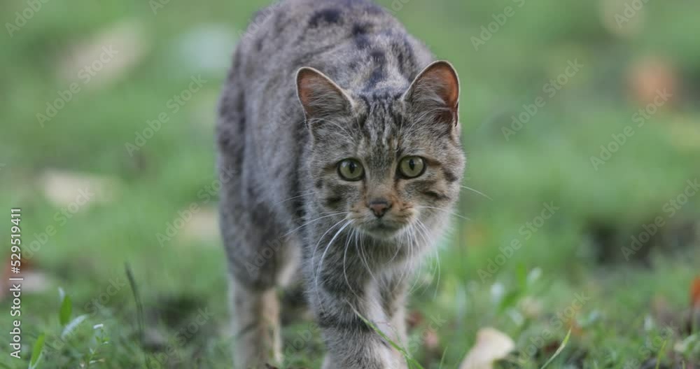 Wild tabby cat walking toward camera and looking like she is hunting