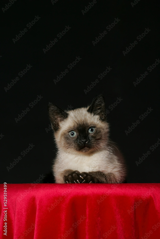 Cute fuzzy and furry Siamese kitten laying down staring at the camera making direct eye contact with the viewer while having an expectant and curious expression with claws out on a black background Cute fuzzy and furry Siamese kitten laying down staring at the camera making direct eye contact with the viewer while having an expectant and curious expression with claws out on a black background