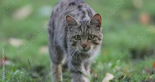 Wild tabby cat walking toward camera and looking like she is hunting