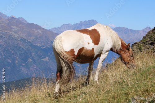 Cavallo che pascola tranquillamente photo