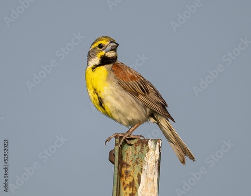 Closeup of a cirl bunting (Emberiza cirlus) standing on a metallic pole