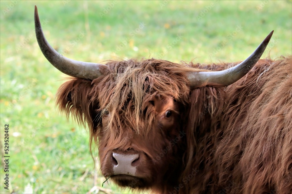 Gros plan sur un Bœuf Highland