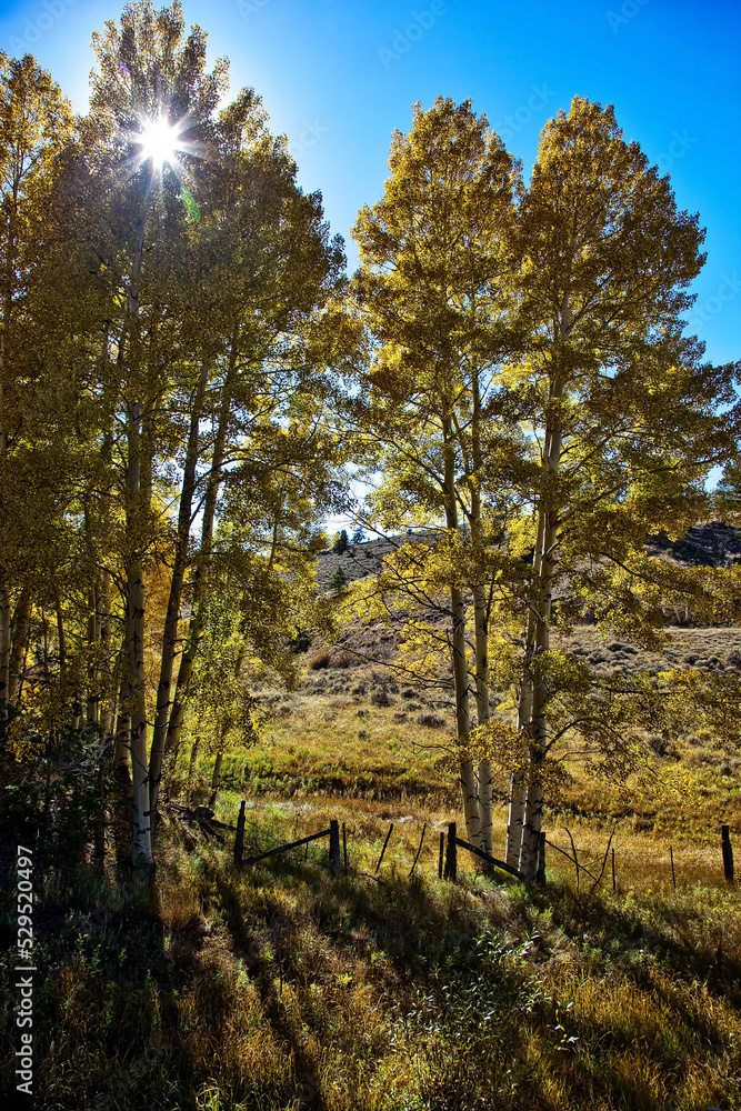 Fototapeta premium Fall Season in Colorado