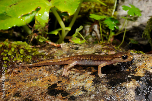 Brown cave salamander // Genés Höhlensalamander (Atylodes genei, Speleomantes genei - Type A) - Sardinia, Italy