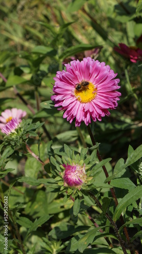 Summer  autumn concept. Pink  purple aster flowers in the garden on a sunny day and a bee. Background  postcard