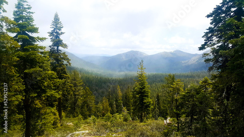 Shasta Forest