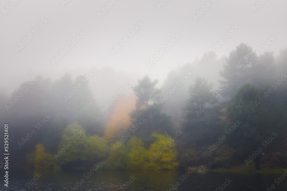 Autumn trees in a foggy morning