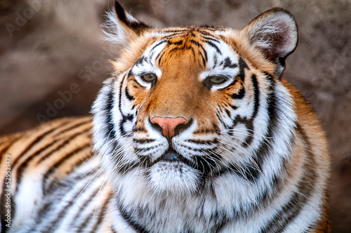 Fototapeta Naklejka Na Ścianę i Meble -  portrait of a tiger
