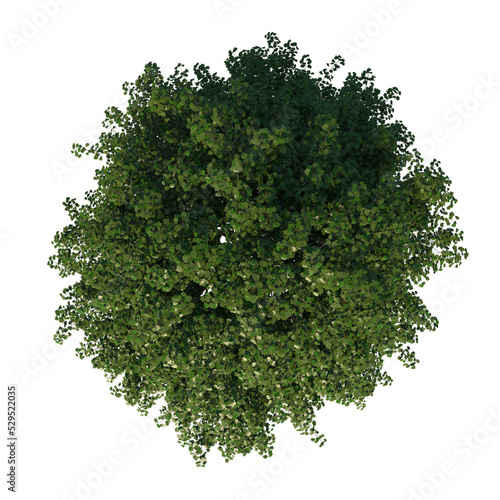 Top view tree  adolescent Real Maple 3  png