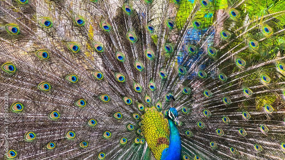 Obraz premium Waimea Valley