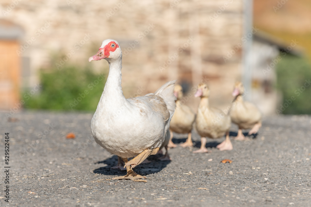White duck female followed by her chicks on farm. White duck female followed by her chicks on farm.